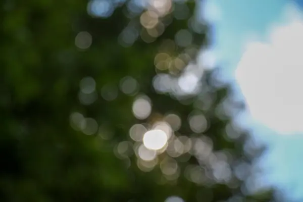 Rayos Sol Desenfoque Sobre Fondo Forestal —  Fotos de Stock