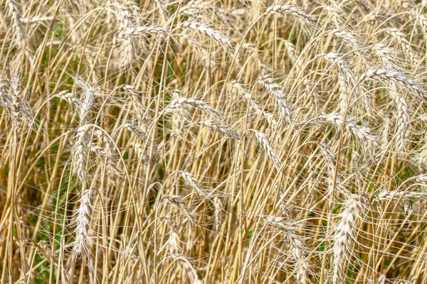 Campo Trigo Onde Grão Breve Será Colhido Agosto — Fotografia de Stock