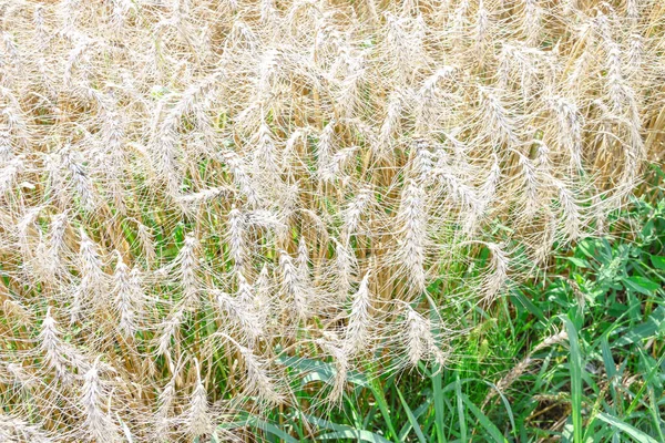 Campo Trigo Donde Grano Pronto Será Cosechado Agosto — Foto de Stock