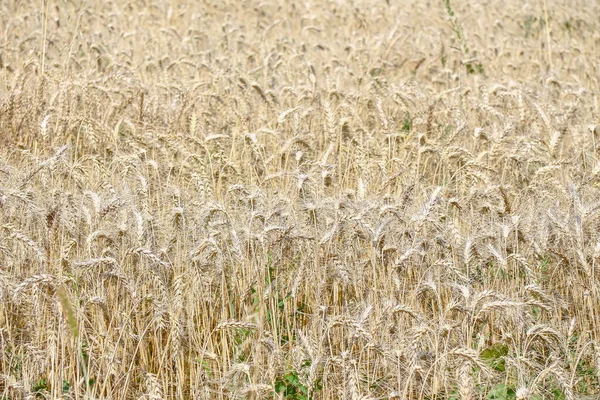 Champ Blé Les Céréales Seront Bientôt Récoltées Août — Photo