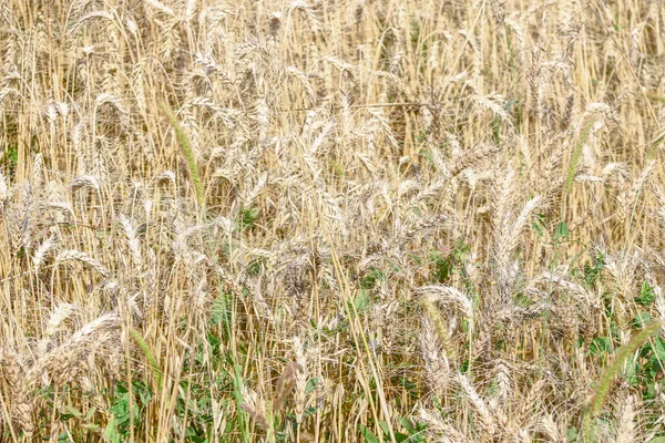 Pšeničné Pole Kde Bude Obilí Brzy Sklizeno Srpnu — Stock fotografie