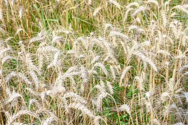 Ett Vetefält Där Spannmål Snart Skördas Augusti — Stockfoto