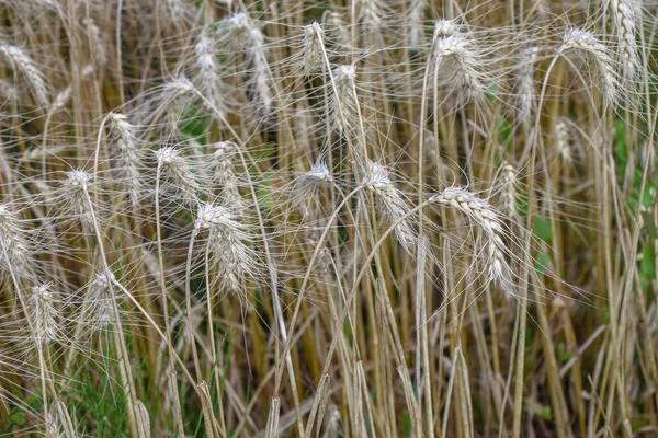 Campo Trigo Donde Grano Pronto Será Cosechado Agosto —  Fotos de Stock