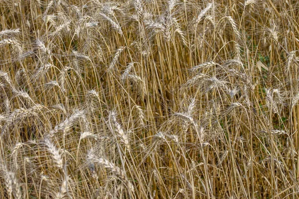 Campo Trigo Onde Grão Breve Será Colhido Agosto — Fotografia de Stock