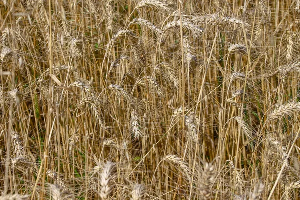 Wheat Field Grain Soon Harvested August — Stock Photo, Image