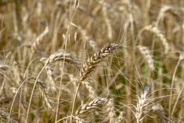 Ett Vetefält Där Spannmål Snart Skördas Augusti — Stockfoto