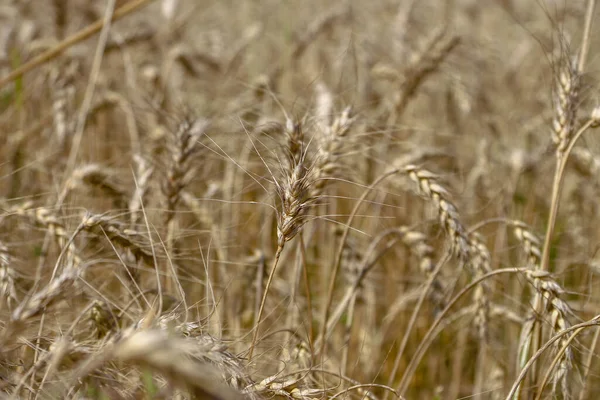 Pšeničné Pole Kde Bude Obilí Brzy Sklizeno Srpnu — Stock fotografie