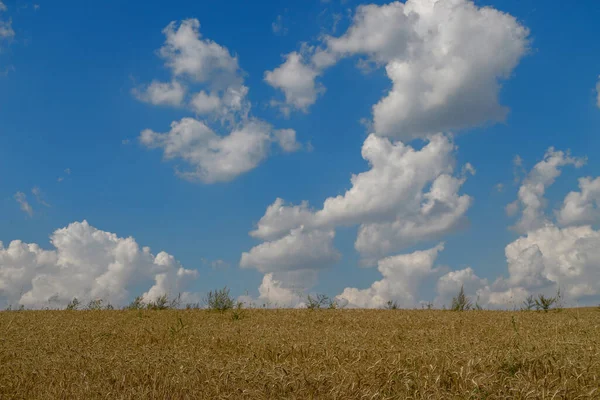 Ağustosta Tahılların Toplanacağı Bir Buğday Tarlası — Stok fotoğraf