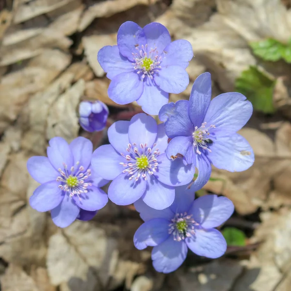 Pequenas Flores Azuis Floresta Primavera — Fotografia de Stock