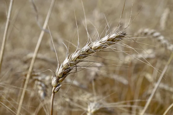 Een Tarweveld Waar Binnenkort Graan Zal Worden Geoogst Augustus — Stockfoto