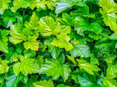 Ormanda yağmurdan sonra yeşil yaprak