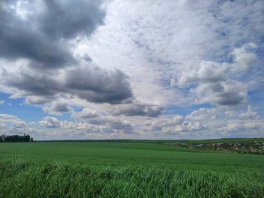 Yağmurdan sonra yeşil çimenler