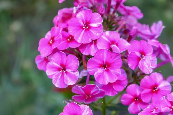 Små Rosa Blommor Med Kronblad Trädgården Augusti — Stockfoto