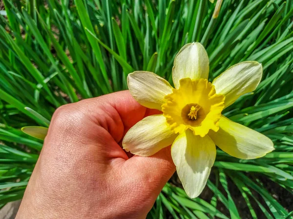 Tulipani Gialli Fioriti Giardino Primavera — Foto Stock