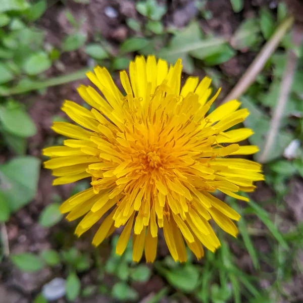 Cor Amarela Flor Dente Leão Jardim — Fotografia de Stock