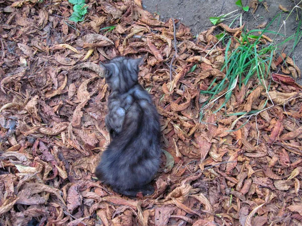 Liten Katt Parken September — Stockfoto