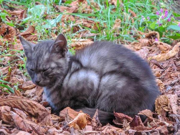 Petit Chat Dans Parc Septembre — Photo