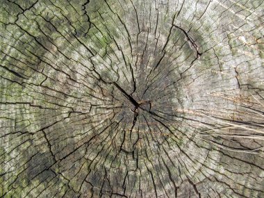 Eylül ayında arka planlar için parkta ağaç dokusu