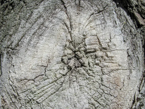 Textura Del Árbol Parque Para Fondos Septiembre —  Fotos de Stock