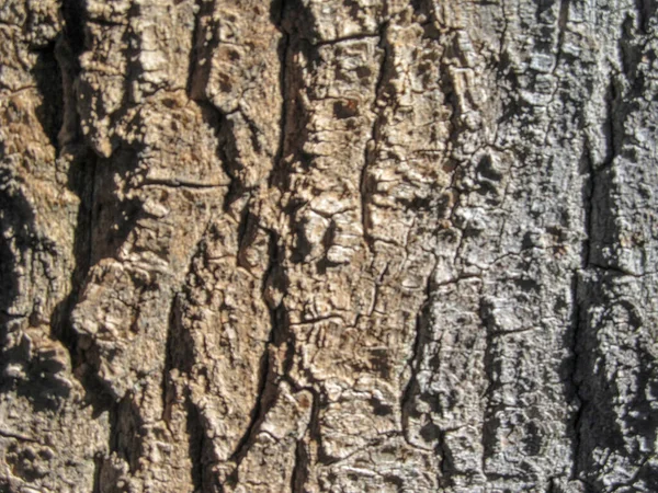 Текстура Дерева Парке Фона Сентябре — стоковое фото