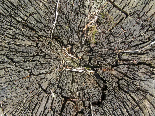 Boom Textuur Het Park Voor Achtergronden September — Stockfoto