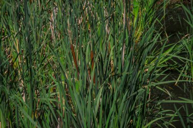 Ağustosta nehirde yeşil sazlıklar