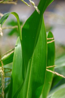 Bahçedeki yeşil mısır yaprakları