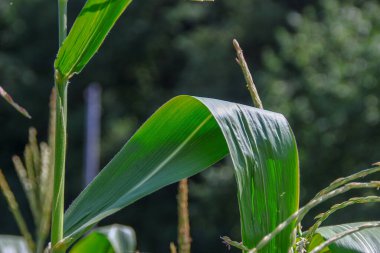 Bahçedeki yeşil mısır yaprakları