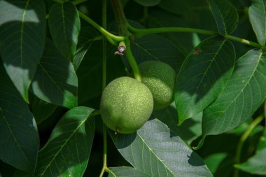 Bahçede yeşil ceviz ve yeşil yapraklar