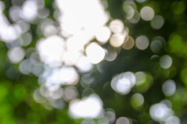 Yeşil yapraklardan oluşan arkaplandaki güneş ışınlarının odak noktasını kaybediyor.