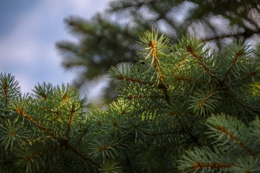 Ağustosta bahçede Noel ağacı