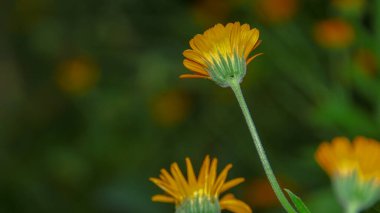 Ağustosta bahçede sarı-siyah çiçek