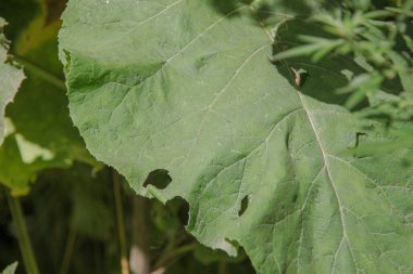 Yol kenarındaki yeşil büyük dulavrat.