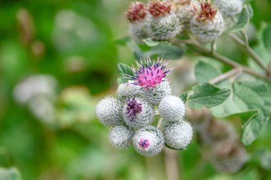 Yolun kenarında mor dulavrat çiçekleri.