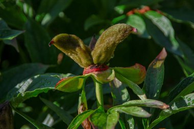 Bahçedeki yeşil çimenler ve bitkiler