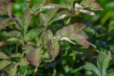 Bahçede yeşil yapraklar ve yağmur sonrası su damlaları