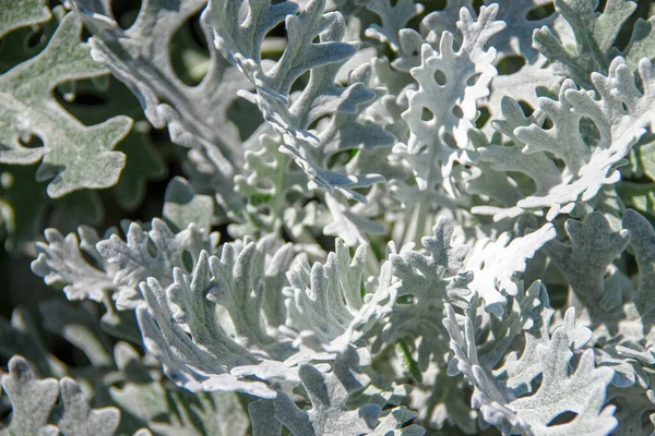 Verde Chiaro Bella Erba Ornamentale Aiuola — Foto Stock