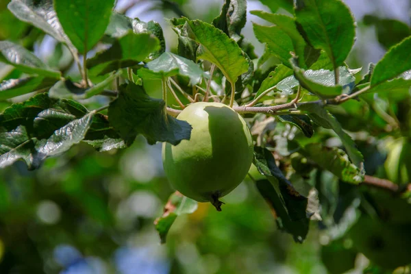 Pequenas Maçãs Folhas Verdes — Fotografia de Stock