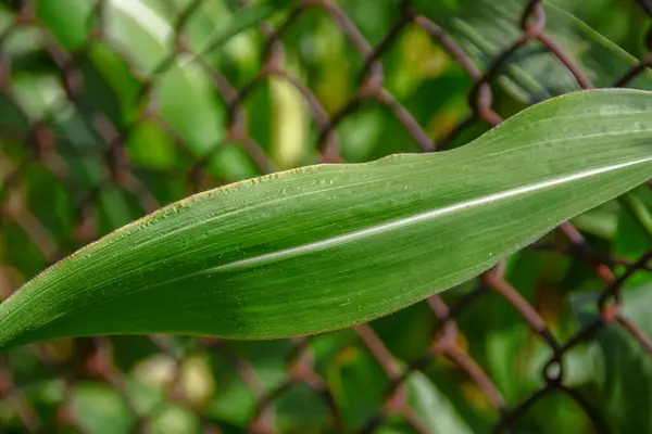 Green Leaves Corn Garden — Stock Photo, Image