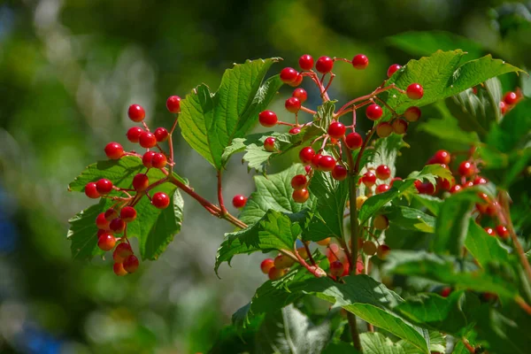 Bagas Vermelhas Viburnum Folhas Verdes Jardim — Fotografia de Stock