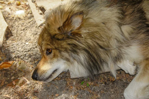 Pies Siedzi Cieniu Upalną Pogodę — Zdjęcie stockowe