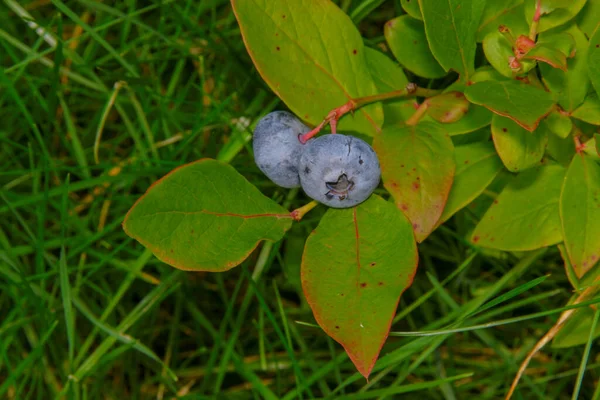 Blueberry Leaves Berries Garden — Stock Photo, Image