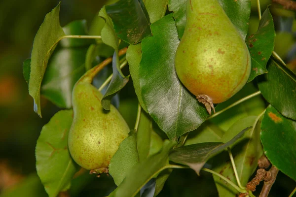 Las Peras Verdes Sobre Árbol Las Hojas — Foto de Stock