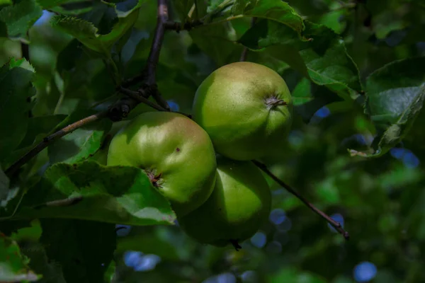 Grüne Äpfel Auf Einem Baum Und Blättern — Stockfoto