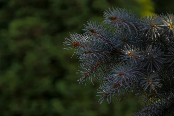 Árbol Navidad Jardín Agosto —  Fotos de Stock