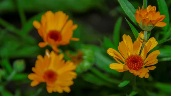 8月の庭の黄黒花 — ストック写真