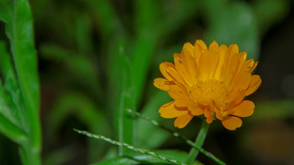 8月の庭の黄黒花 — ストック写真