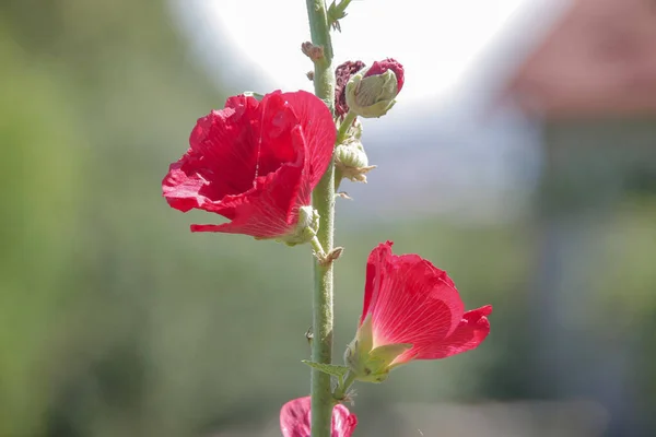 庭の近くに蕾を持つ赤い野の花 — ストック写真