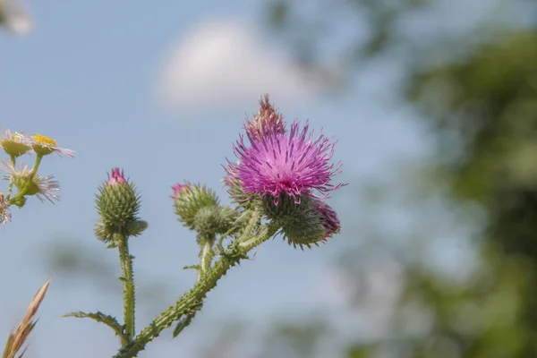 Flores Bardana Púrpura Por Camino — Foto de Stock