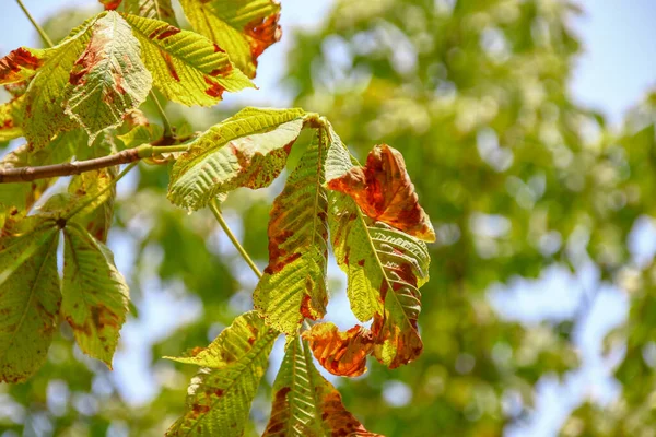 Зеленые Желтые Каштановые Листья Поражены Болезнью — стоковое фото